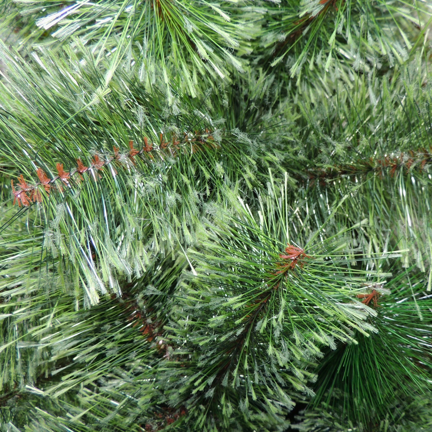 Árbol De Navidad Pino Siberia